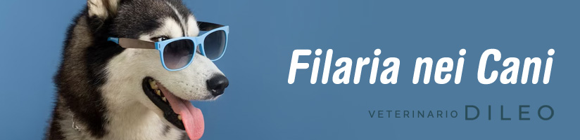veterinario filaria cane torino