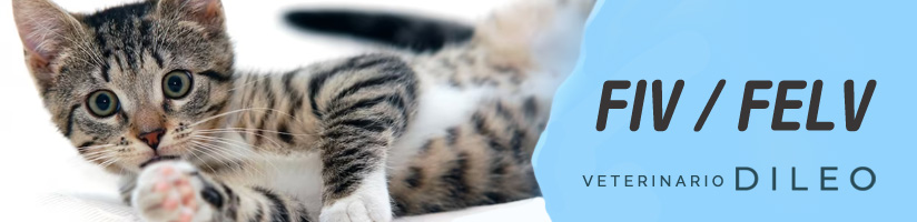 veterinario gatto torino fiv felv
