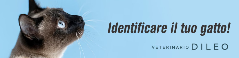 veterinario microchip gatto torino