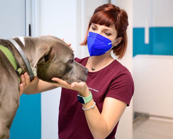 veterinario torino dileo