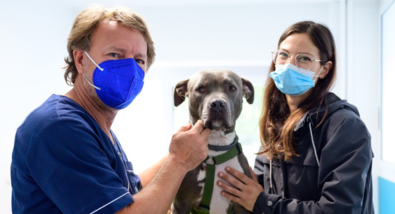 veterinario torino sergio dileo